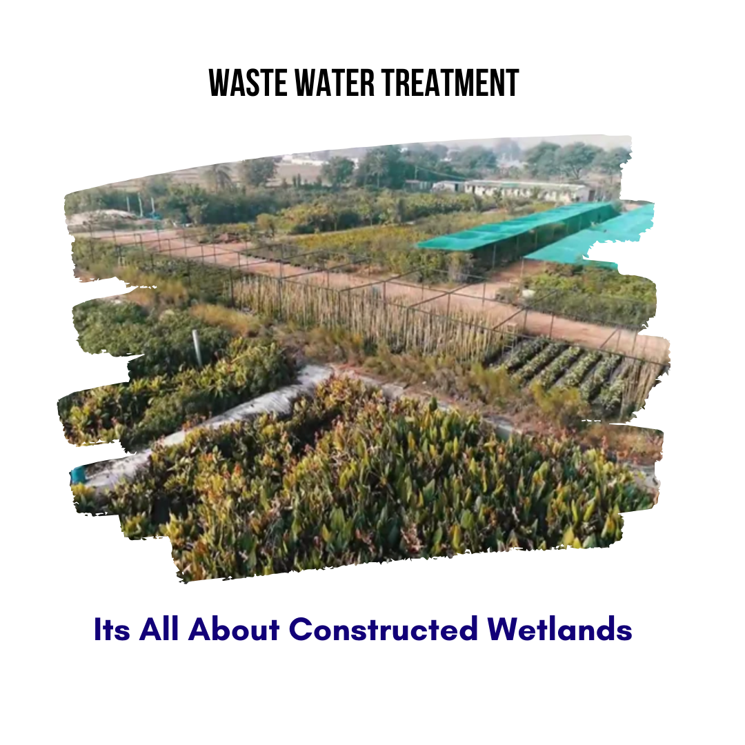 Its All About Constructed Wetlands for Waste Water Treatment